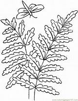 Fern Coloring Pages Ferns Leaves Drawing Printable Dragonfly Trees Leaf Simple Supercoloring Outline Botanical Getdrawings Natural Colouring Online sketch template