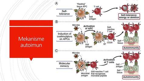 mekanisme autoimun youtube
