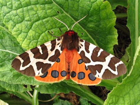 british moths  crashed  numbers    years  part