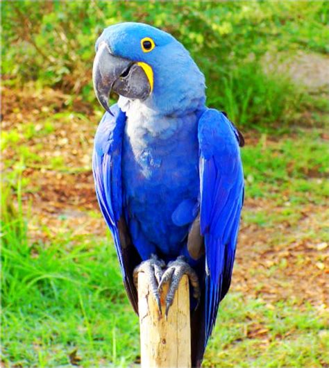 hyacinth macaw biological science picture directory pulpbitsnet