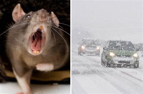 Massive Rats To Shelter In Your Home To Avoid Siberian Uk Winter