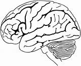 Cerebro Cerebral Spinal Nervioso Sistema Tronco Coloringpagesfortoddlers Elegant Pngitem Kunjungi Brainstem Psicologia Pngegg Clipartkey Anyrgb Neurons Cranial Nerves Jaw Neurologist sketch template