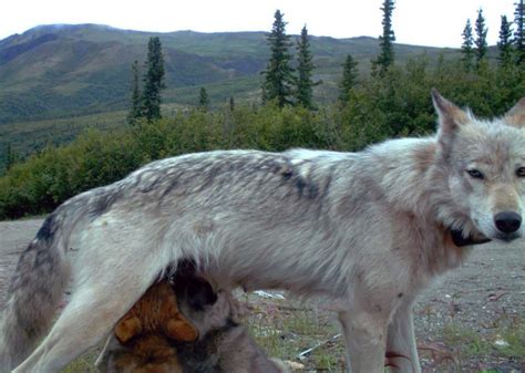 wolf mother deaths threaten pack survival but not population sciencedaily