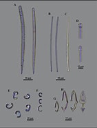 Afbeeldingsresultaten voor "iophon Piceum". Grootte: 141 x 185. Bron: www.researchgate.net