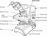 Microscope Drawing Template Compound Labeled Light Quiz Lab Paintingvalley Drawings Cell sketch template