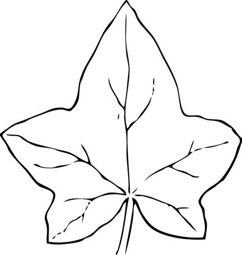 leaf coloring pages  coloring pages  print