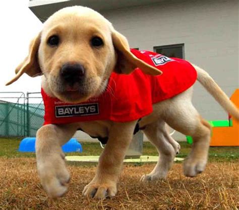 guide dog puppies real cute   purpose stuffconz