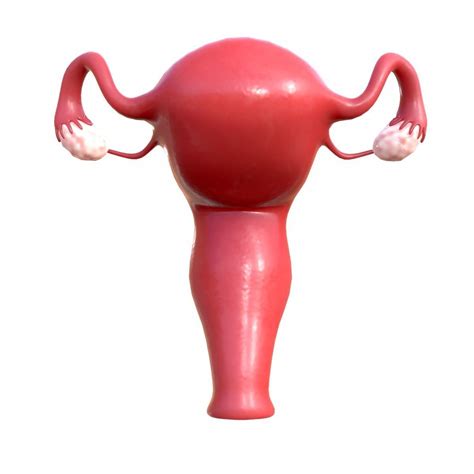 3d Female Reproductive System Cgtrader