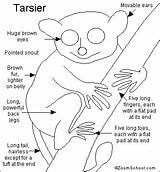 Tarsier Coloring Tarsiers Enchantedlearning Primates Mammals Printout Label Species Animal Primate 01kb 388px Southeast Color Family Choose Board Facts True sketch template