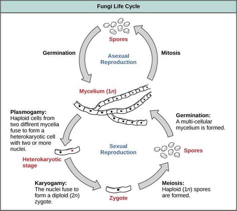 The Life Cycle Of Fungi Mold The World S