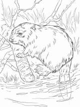 Beaver Castor Colorir Biber Kleurplaat Realista Eurasian Flussufer Eurasischer Otter Bever Desenhos Mammals Onlinecoloringpages Getdrawings Supercoloring Colorironline sketch template