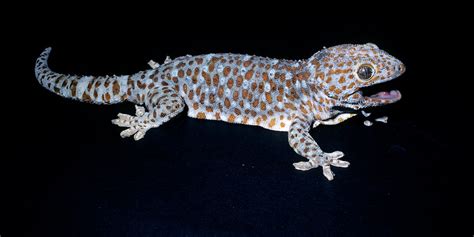 long  geckos   florida change comin