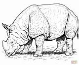 Rinoceronte Indio Selvagem Africano Indiano Badak Selvagens Mewarnai sketch template