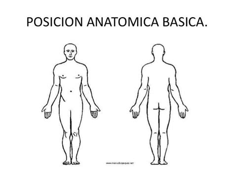 posicion anatomica  planos medicina amino amino