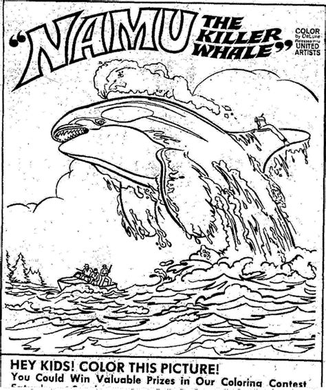 orca whale coloring page coloring home