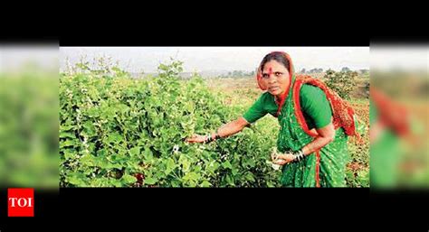 maharashtra seed mother gives lessons in traditional farming