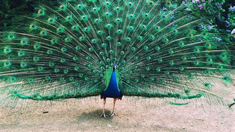 48 Beautiful Peacock Quotes And Sayings
