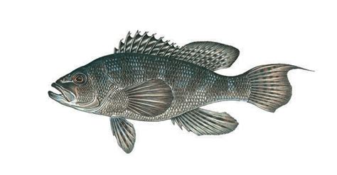 Learn About Black Sea Bass