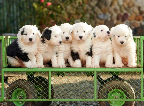 adorable  english sheepdog pups bundle   snap   sun