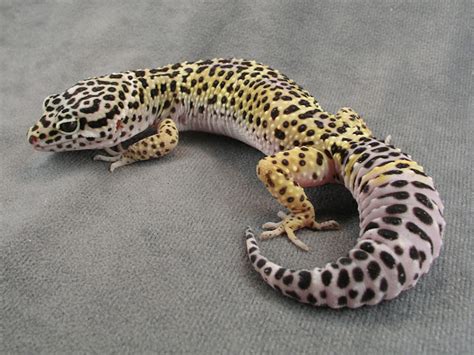 leopard gecko  life  animals