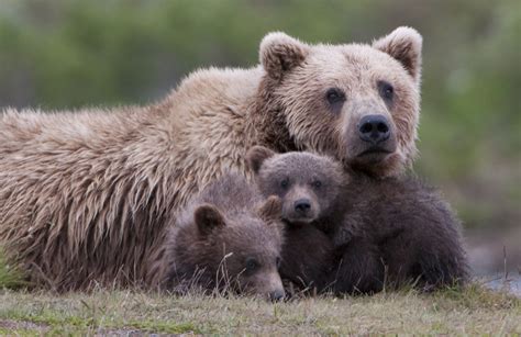 grizzly bears  northeast washington conservation northwest
