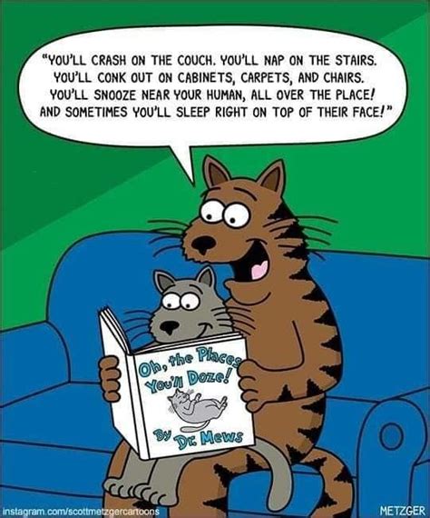 Pin By Cyndy Dent Brooks Fetty On Funny Cats ~ Cat Jokes Crazy Cats