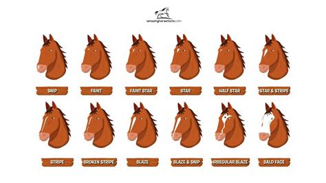 rare horse face markings