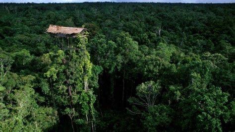 rumah adat suku korowai  papua  atas pohon setinggi  meter tribunkaltim wiki