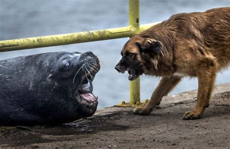 deniz aslanı ve köpek karşı karşıya geldi