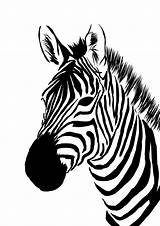 Zebra Cebra Kopf Zebras Clipartbest Stencils Malen Painting Contour Tegninger Visitar Schablone Clipartmag Animales Fegari sketch template