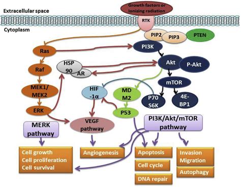 pi3k akt pten mtor signaling pathway this pathway plays a crucial role
