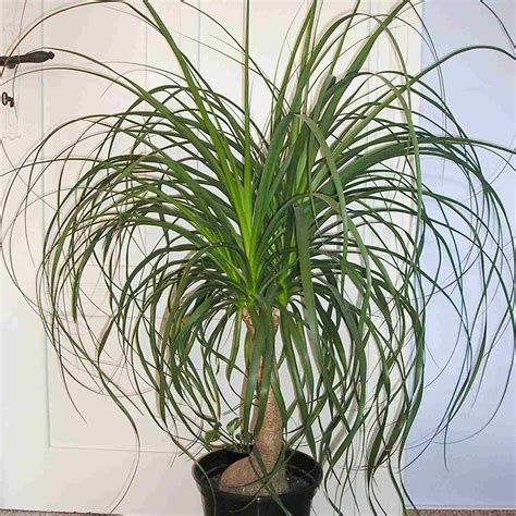 types  indoor palm plants  grow