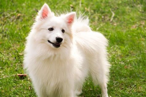 eskimo dog breed complete guide   animals