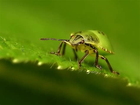 photo collections excellent micro photography