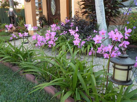 Dscn5753  1 600×1 200 Pixels Ground Orchids Florida Plants Front