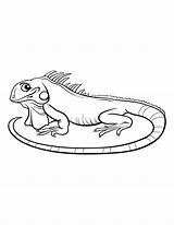Reptiles Amphibians Zoomen Klicken sketch template