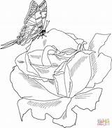Rosa Boccioli Butterflies Polyantha Farfalla Supercoloring Kolorowanka Cespuglio Disegnare sketch template