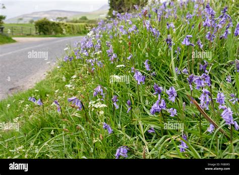 roadside grass verge  flowering bluebells growing   country
