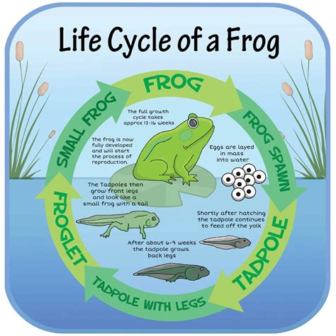 life cycles frog spaceright europe