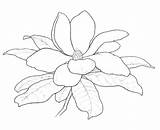 Magnolia sketch template