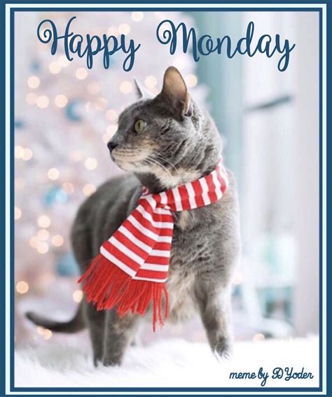 happy monday images cats