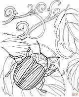 Beetle Beetles Blaettern Tiere Dicker Kaefer Rhinoceros Coloringbay Malvorlage sketch template