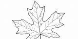 Drawing Leaf Trees Muir John Drawings Leaves Big Laws Maple Branches Part Paintingvalley sketch template