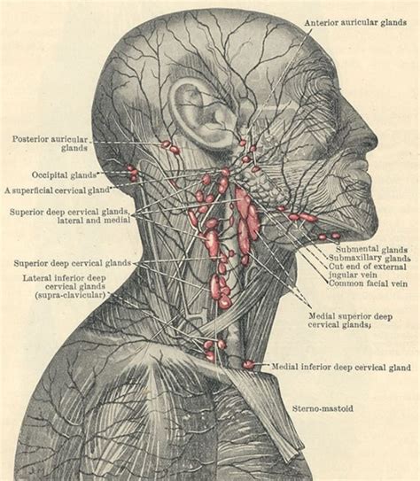 face  neck lymph nodes bdd minerals  migraines