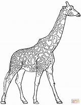 Coloring Giraffe Pages Realistic Giraffes Printable Drawing Animals Outline Print Color Sheet Looking Template Getdrawings Exclusive Kids Entitlementtrap Templates Children sketch template