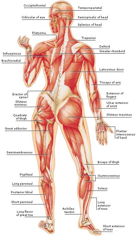 medical encyclopedia structure  bodys muscles human muscle anatomy body anatomy body