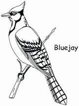 Bluejay Jays Designlooter Cardinal Realistic Popular Coloringhome sketch template