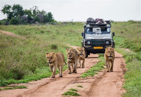 safaris ib travel wij staan klaar om jouw reisdromen te verwezenlijken