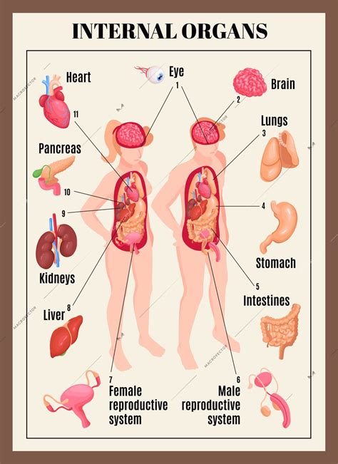 Anatomy Of Internal Organs Female Human Body Internal Organs