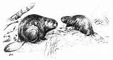Beaver Coloring Pages Beavers Pair sketch template